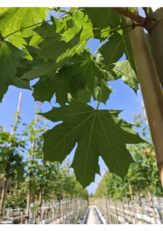 Spitzahorn Hochstamm | Acer platanoides