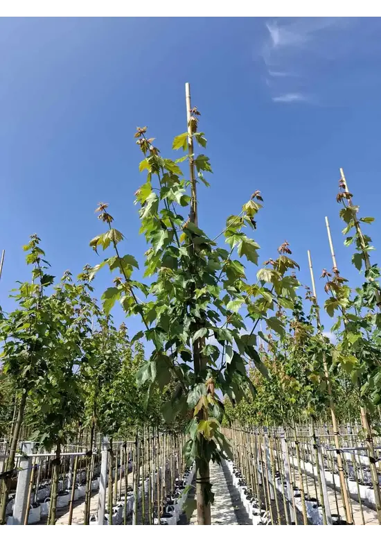 Rot-Ahorn 'Red Sunset' | Acer rubrum 'Red Sunset'