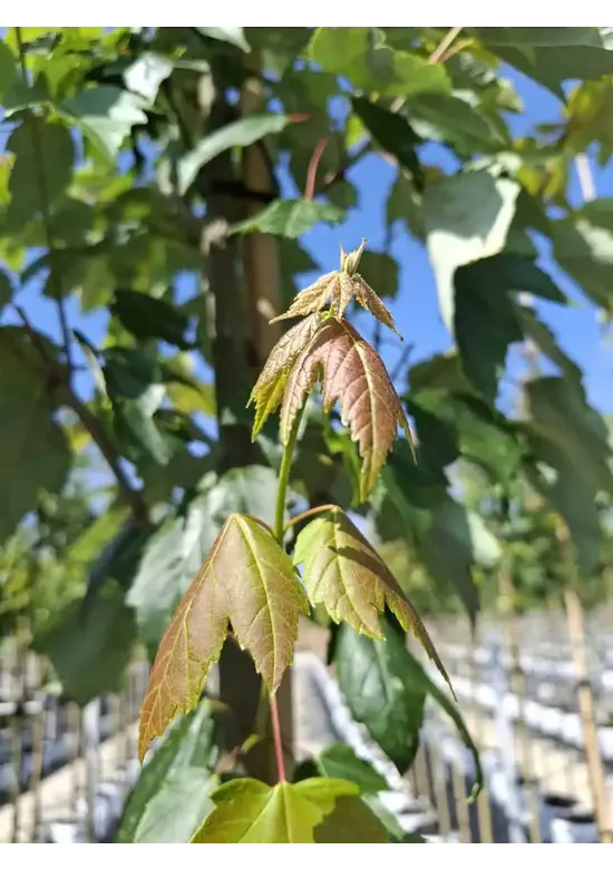 Rotahorn 'Red Sunset' | Acer rubrum 'Red Sunset'