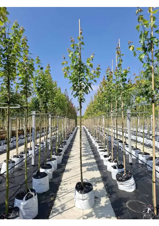 Rotahorn 'Red Sunset' | Acer rubrum 'Red Sunset'