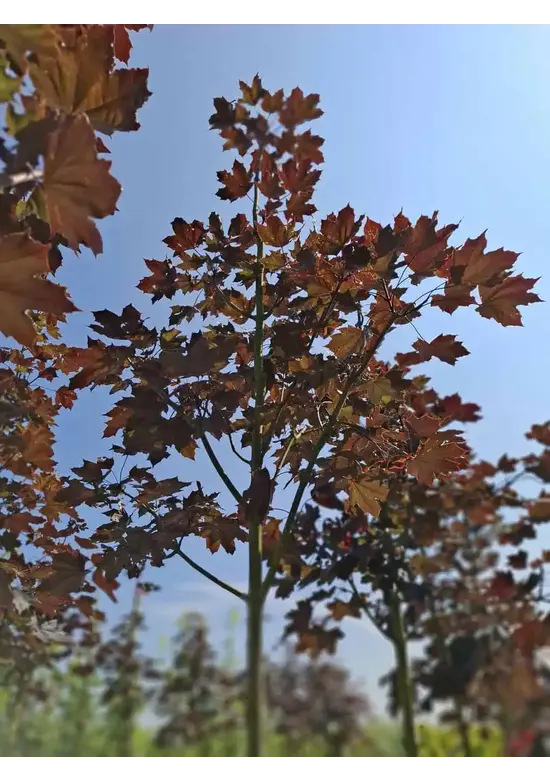 Oregon-Blutahorn 'Royal Red' | Acer platanoides 'Royal Red'