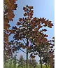Oregon-Blutahorn 'Royal Red' | Acer platanoides 'Royal Red'