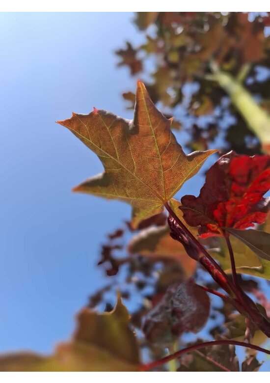 Oregon-Blutahorn 'Royal Red' | Acer platanoides 'Royal Red'