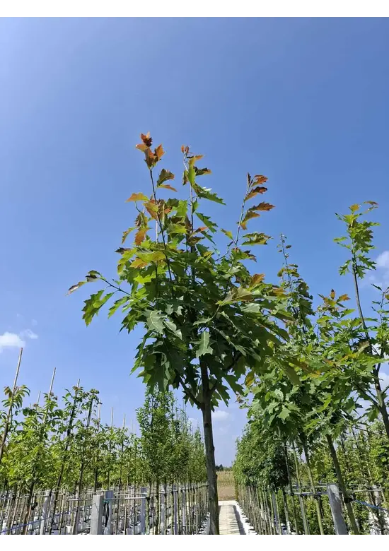 Amerikanische Roteiche | Quercus rubra