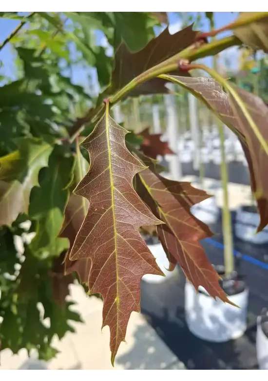 Amerikanische Roteiche | Quercus rubra