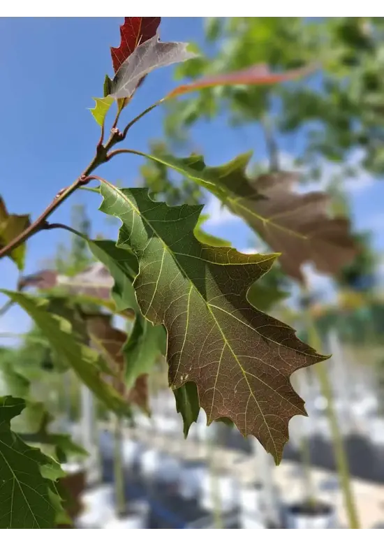 Amerikanische Roteiche | Quercus rubra
