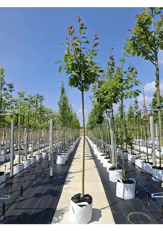 Amerikanische Roteiche | Quercus rubra