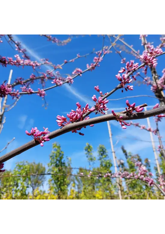 Kanadischer Judasbaum | Cercis canadensis