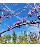 Kanadischer Judasbaum | Cercis canadensis