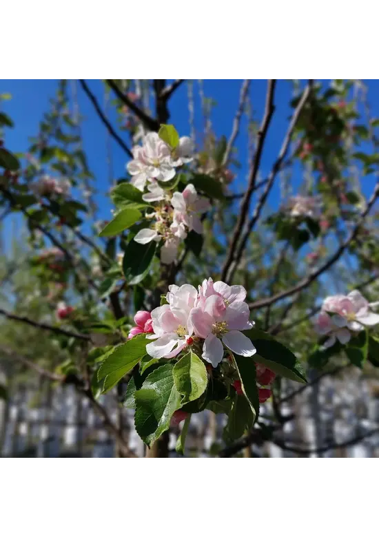 Apfelbaum 'James Grieve' | Malus domestica 'James Grieve'