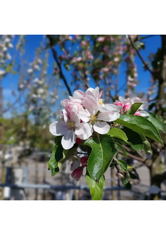 Apfel Spalierbaum 'James Grieve' | Malus domestica 'James Grieve'