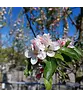 Apfel Spalierbaum 'James Grieve' | Malus domestica 'James Grieve'