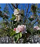Apfel Spalierbaum 'James Grieve' | Malus domestica 'James Grieve'