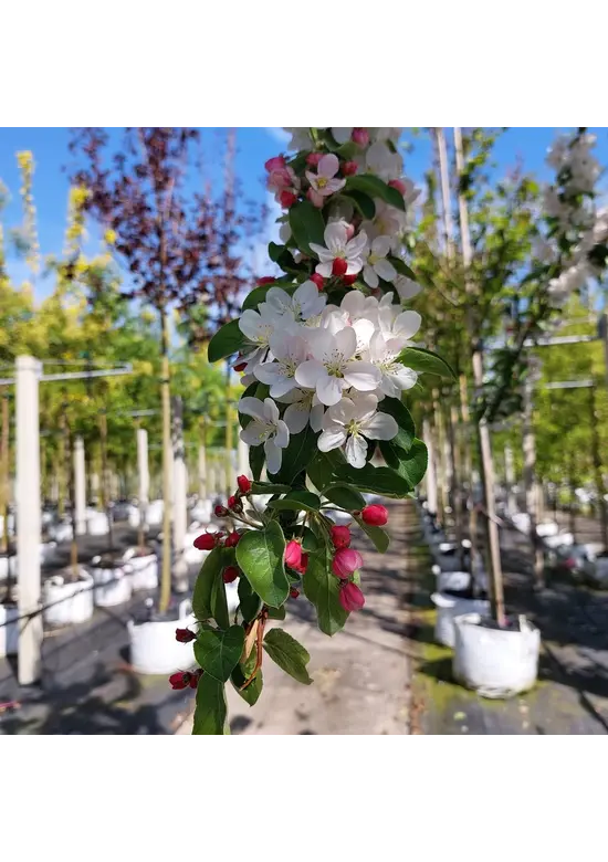 Zierapfel 'Butterball' | Malus 'Butterball'
