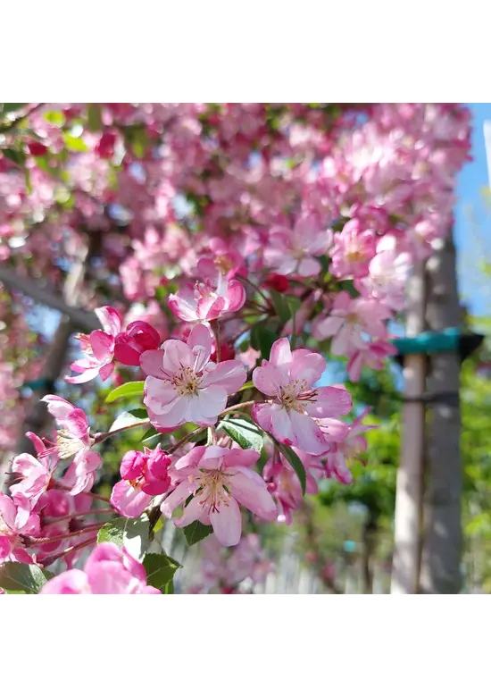 Zierapfel 'Hillieri' | Malus 'Hillieri'