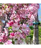 Zierapfel 'Hillieri' | Malus 'Hillieri'