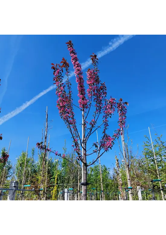 Zierapfel 'Mokum' | Malus 'Mokum' Zierapfel 'Mokum' | Malus 'Mokum'