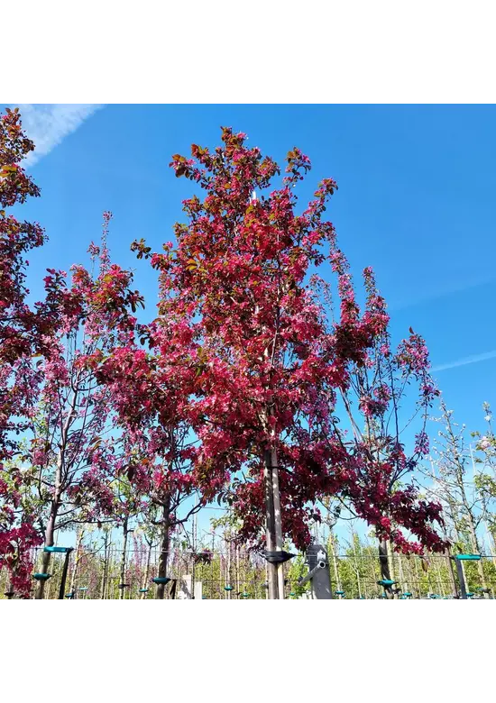 Toringo-Apfel 'Scarlett' | Malus toringo 'Scarlett'