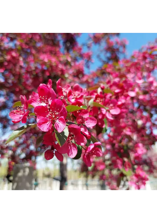Toringo-Apfel 'Scarlett' | Malus toringo 'Scarlett'