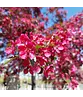 Toringo-Apfel 'Scarlett' | Malus toringo 'Scarlett'