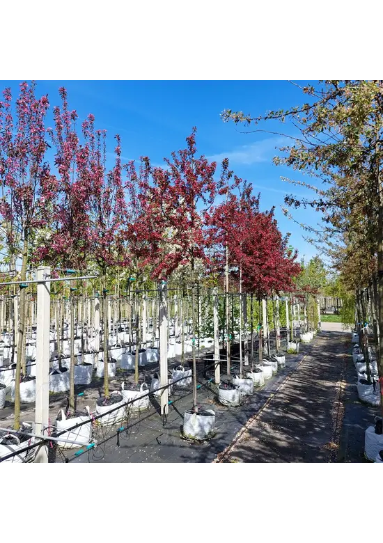 Toringo-Apfel 'Scarlett' | Malus toringo 'Scarlett'