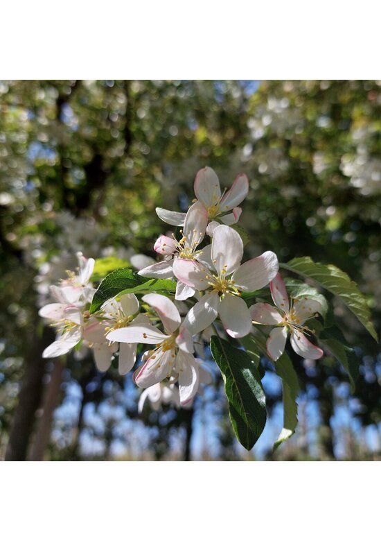 Toringo-Apfel 'Brouwers Beauty' | Malus toringo 'Brouwers Beauty'