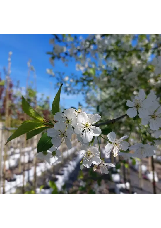 Sauerkirsche 'Morel' | Prunus cerasus 'Morel' Sauerkirsche 'Morel' | Prunus cerasus 'Morel'