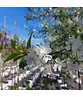 Sauerkirsche 'Morel' | Prunus cerasus 'Morel'