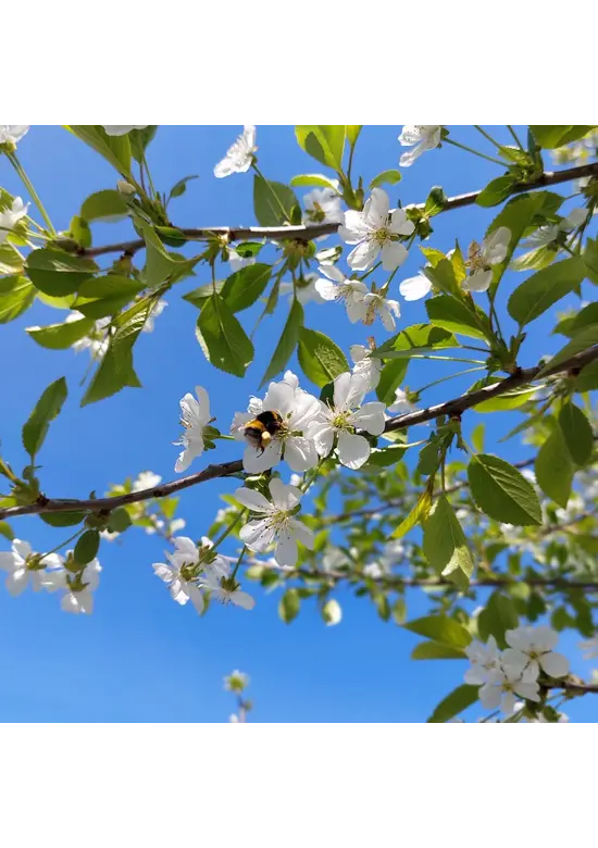 Sauerkirsche 'Morel' | Prunus cerasus 'Morel'