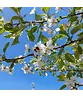 Sauerkirsche 'Morel' | Prunus cerasus 'Morel'