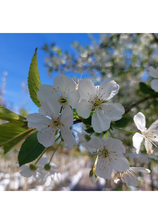 Sauerkirsche 'Morel' | Prunus cerasus 'Morel' Sauerkirsche 'Morel' | Prunus cerasus 'Morel'