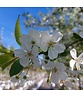 Sauerkirsche 'Morel' | Prunus cerasus 'Morel' Sauerkirsche 'Morel' | Prunus cerasus 'Morel'