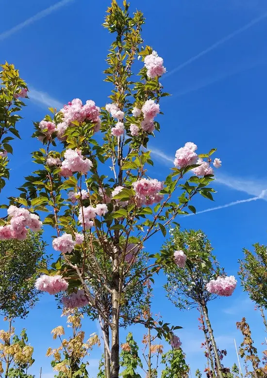 Hellrosa Nelkenkirsche 'Pink Perfection' | 3 Jahre Garantie