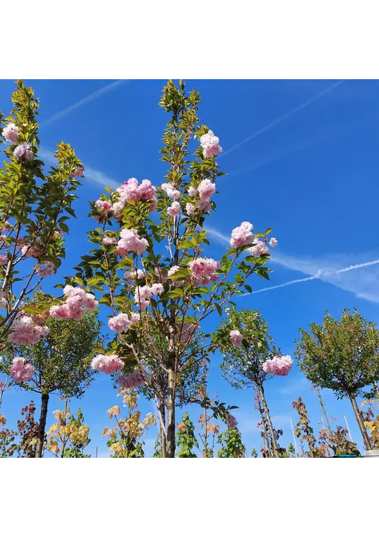 Hellrosa Nelkenkirsche 'Pink Perfection' | Prunus serrulata 'Pink Perfection'