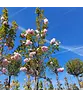 Hellrosa Nelkenkirsche 'Pink Perfection' | Prunus serrulata 'Pink Perfection'