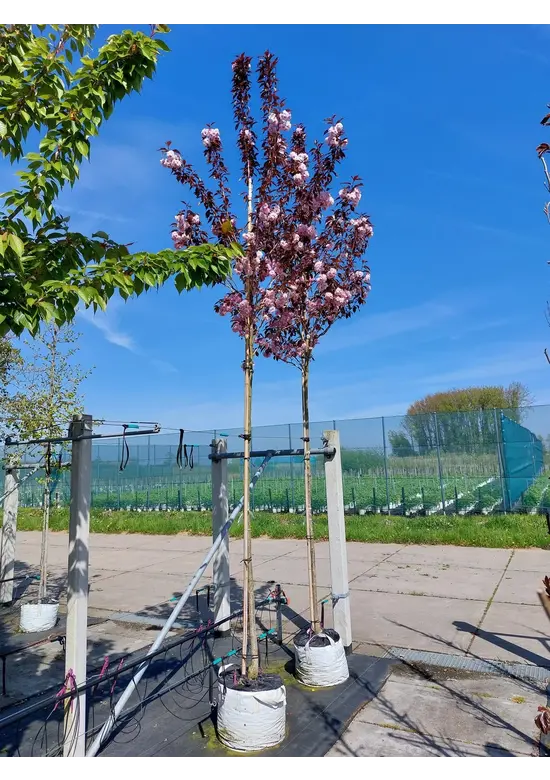 Japanische Nelkenkirsche 'Royal Burgundy' | Prunus serrulata 'Royal Burgundy'
