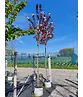 Japanische Nelkenkirsche 'Royal Burgundy' | Prunus serrulata 'Royal Burgundy'