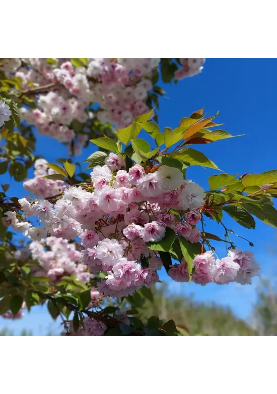 Zierkirsche 'Shirofugen' | Prunus serrulata 'Shirofugen'