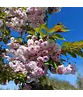 Zierkirsche 'Shirofugen' | Prunus serrulata 'Shirofugen'