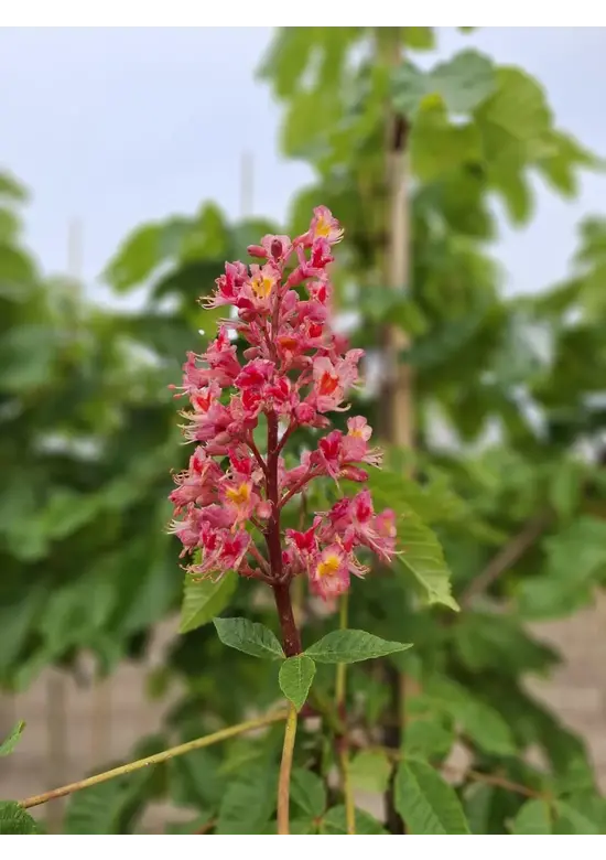 Rotblühende Edelkastanie - Rosskastanie 'Briotii' | Aesculus carnea 'Briotii'