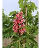 Rotblühende Edelkastanie - Rosskastanie 'Briotii' | Aesculus carnea 'Briotii'