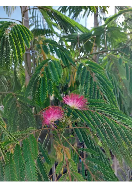 Seidenbaum 'Ombrella' | Albizia julibrissin 'Ombrella'