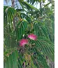 Seidenbaum 'Ombrella' | Albizia julibrissin 'Ombrella'