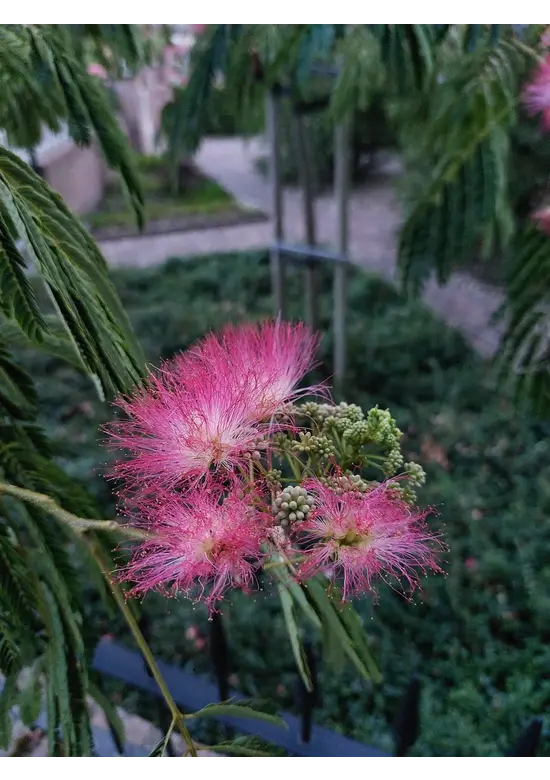 Seidenbaum | Albizia julibrissin