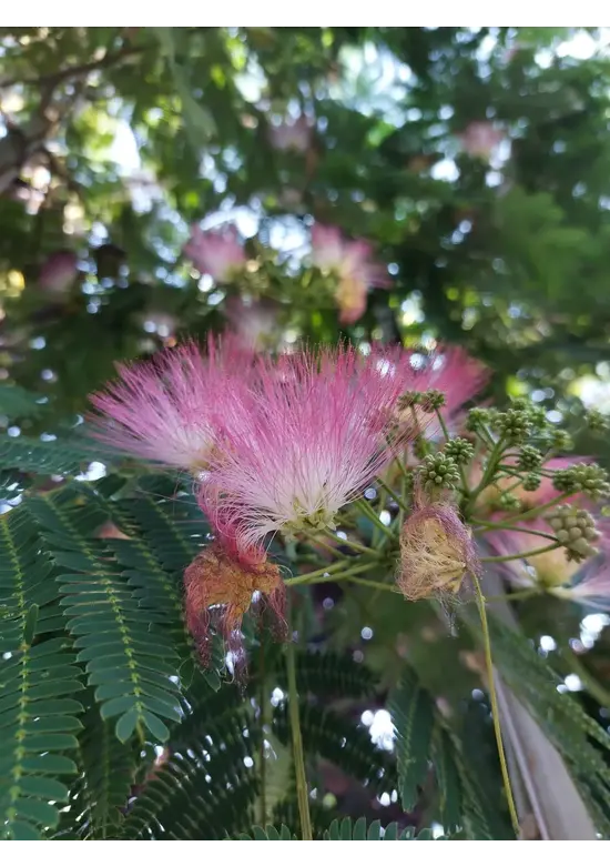 Seidenbaum | Albizia julibrissin Seidenbaum | Albizia julibrissin