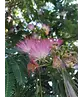 Seidenbaum | Albizia julibrissin
