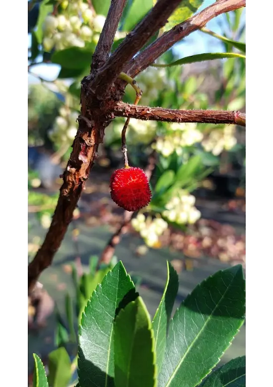 Erdbeerbaum Mehrstämmig | Arbutus unedo Erdbeerbaum Mehrstämmig | Arbutus unedo