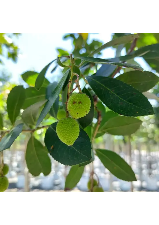 Erdbeerbaum Mehrstämmig | Arbutus unedo Erdbeerbaum Mehrstämmig | Arbutus unedo
