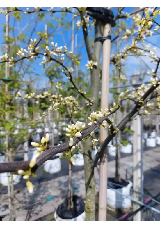 Kanadischer Judasbaum 'Royal White' | Cercis canadensis 'Royal White'