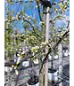 Kanadischer Judasbaum 'Royal White' | Cercis canadensis 'Royal White'